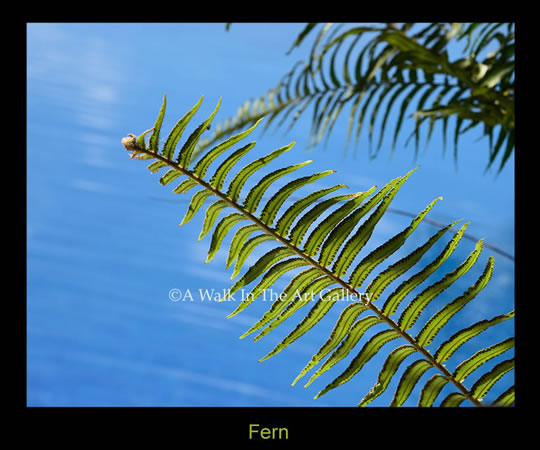 Fern Photograph - Island Art by Yotigo